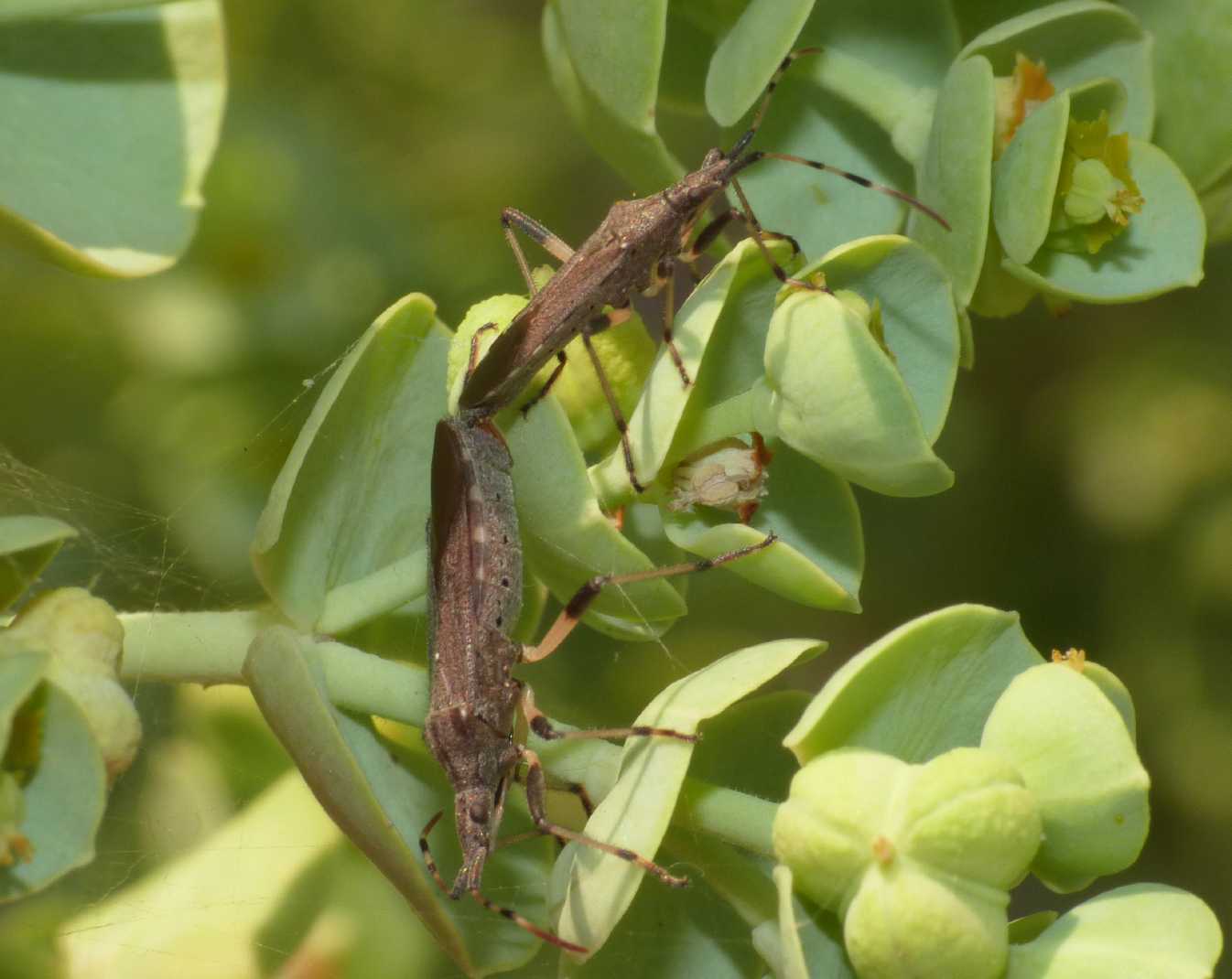 Stenocephalidae: Dicranocephalus albipes della Sardegna